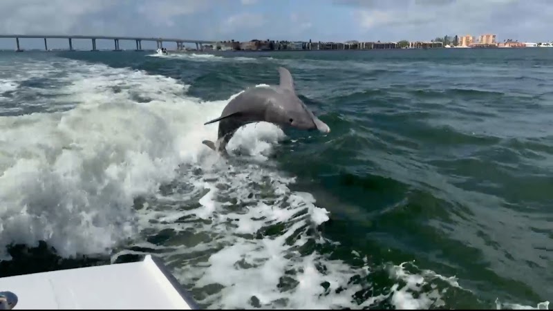 Bay to Gulf Charters image 4