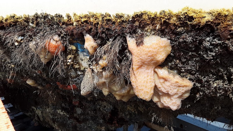 Trident Maritime Services