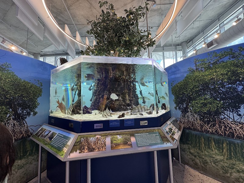 Tampa Bay Watch Discovery Center Gallery Image