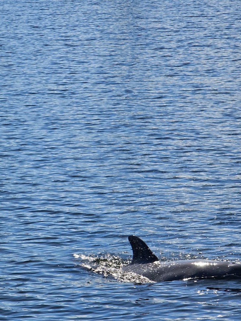 Pier Dolphin Cruises image 4