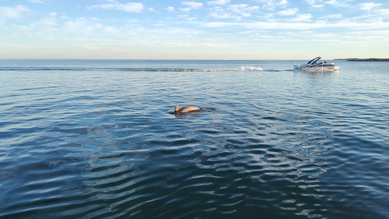 Tampa Bay Watch Discovery Center Eco-Tours image 4
