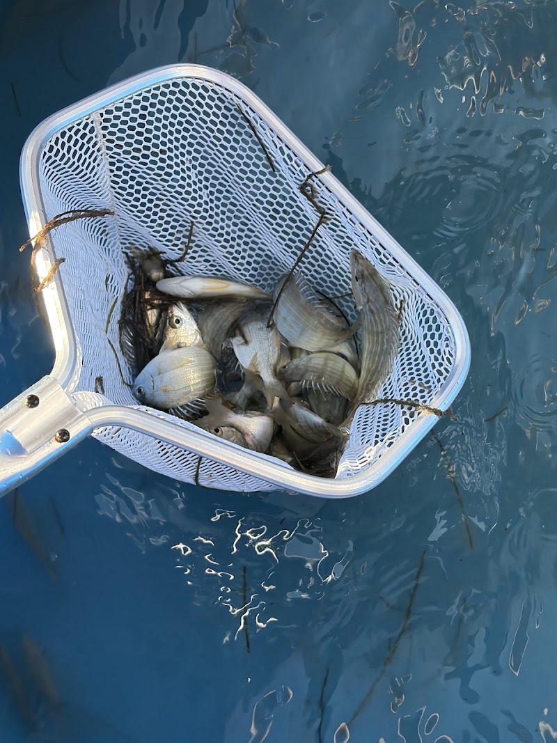 Tampa Bay Watch Discovery Center Eco-Tours image 5