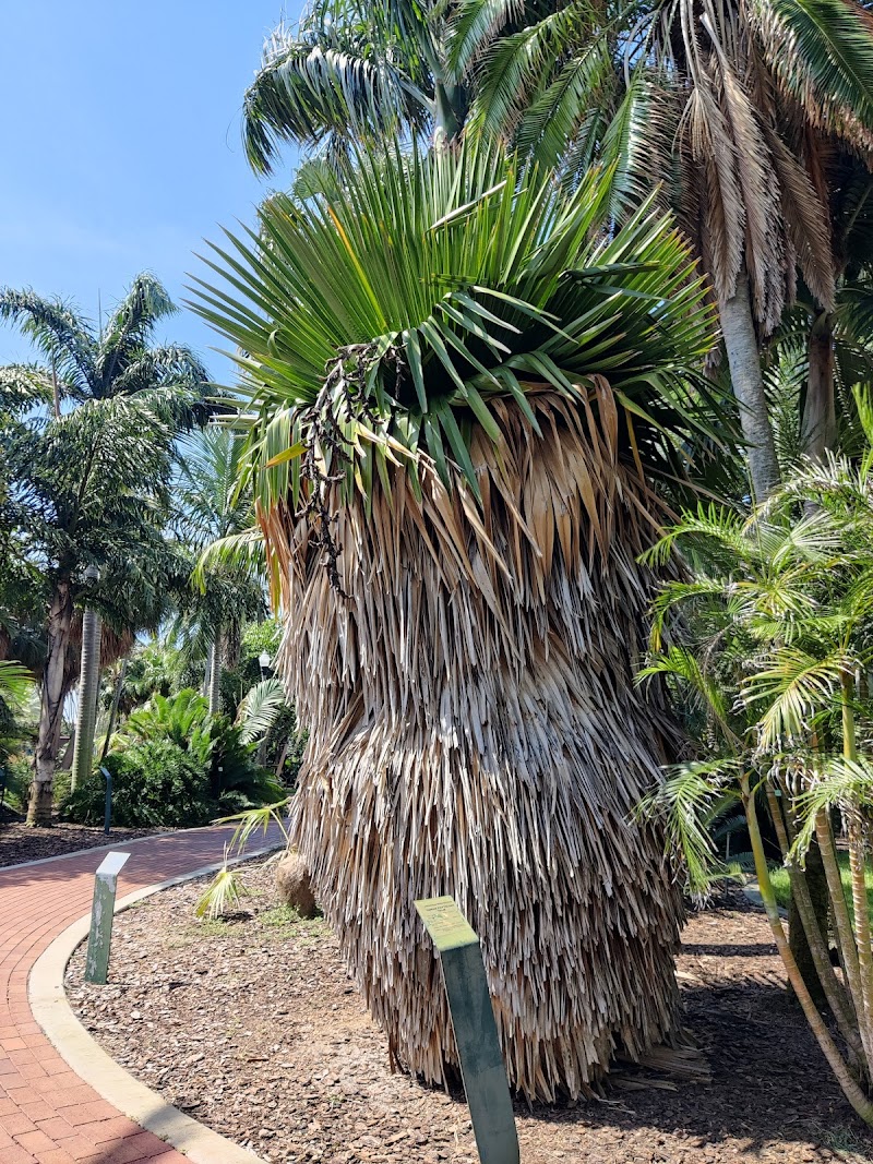 Gizella Kopsick Palm Arboretum image 4