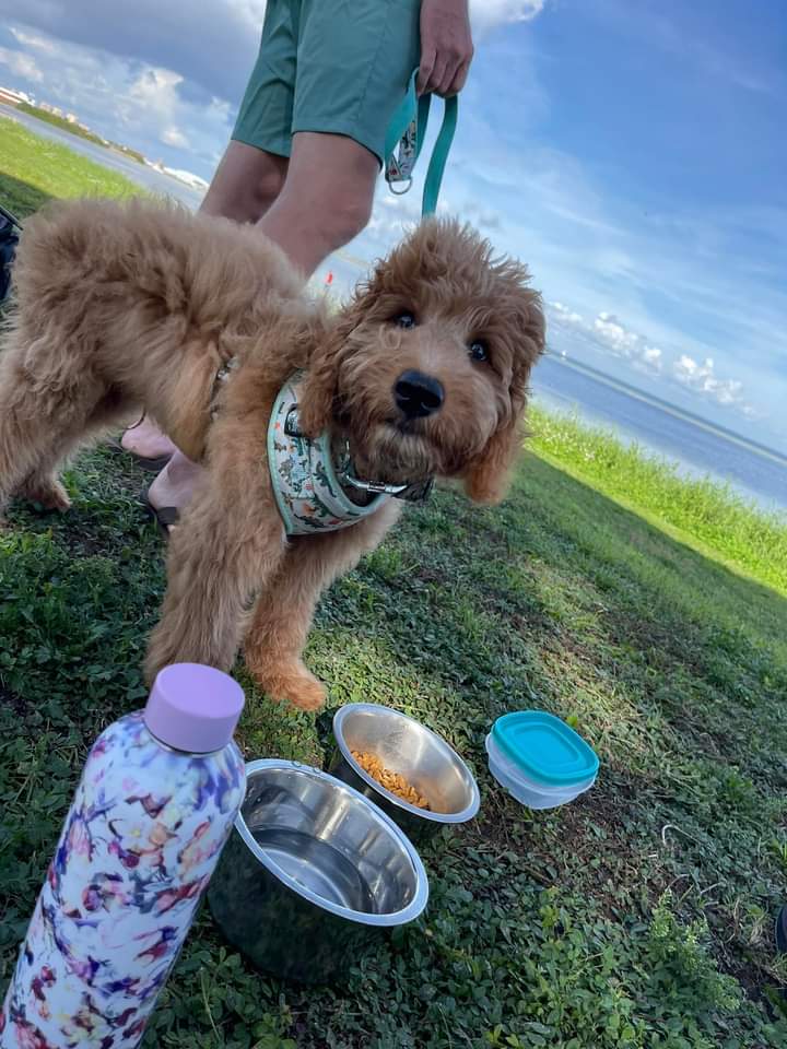 Small Dogs Park at the Vinoy Park of St petersburg - FL image 5
