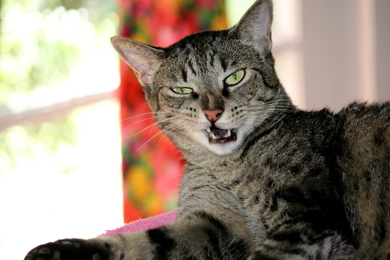 Gateway Animal Hospital image 2