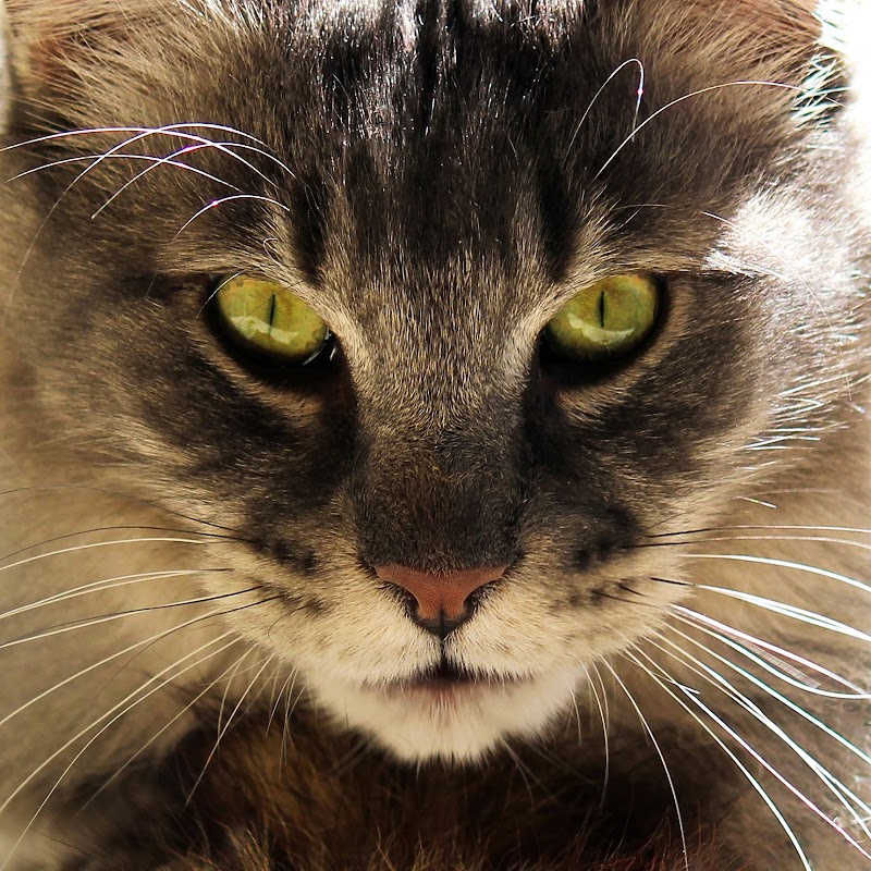 Gateway Animal Hospital image 3