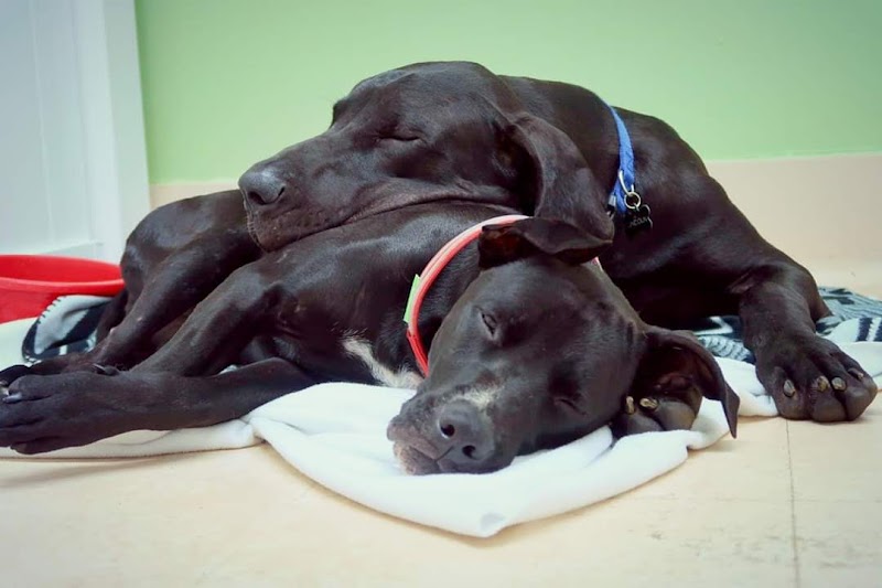 Gateway Animal Hospital image 5