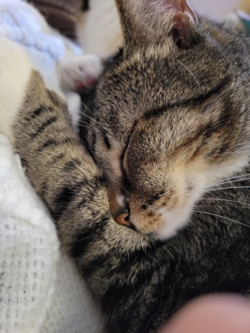 Florida Veterinary Clinic image 3