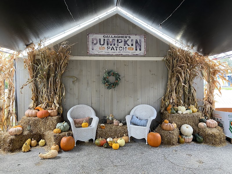 Gallagher's Pumpkin and Christmas Tree's patch image 1