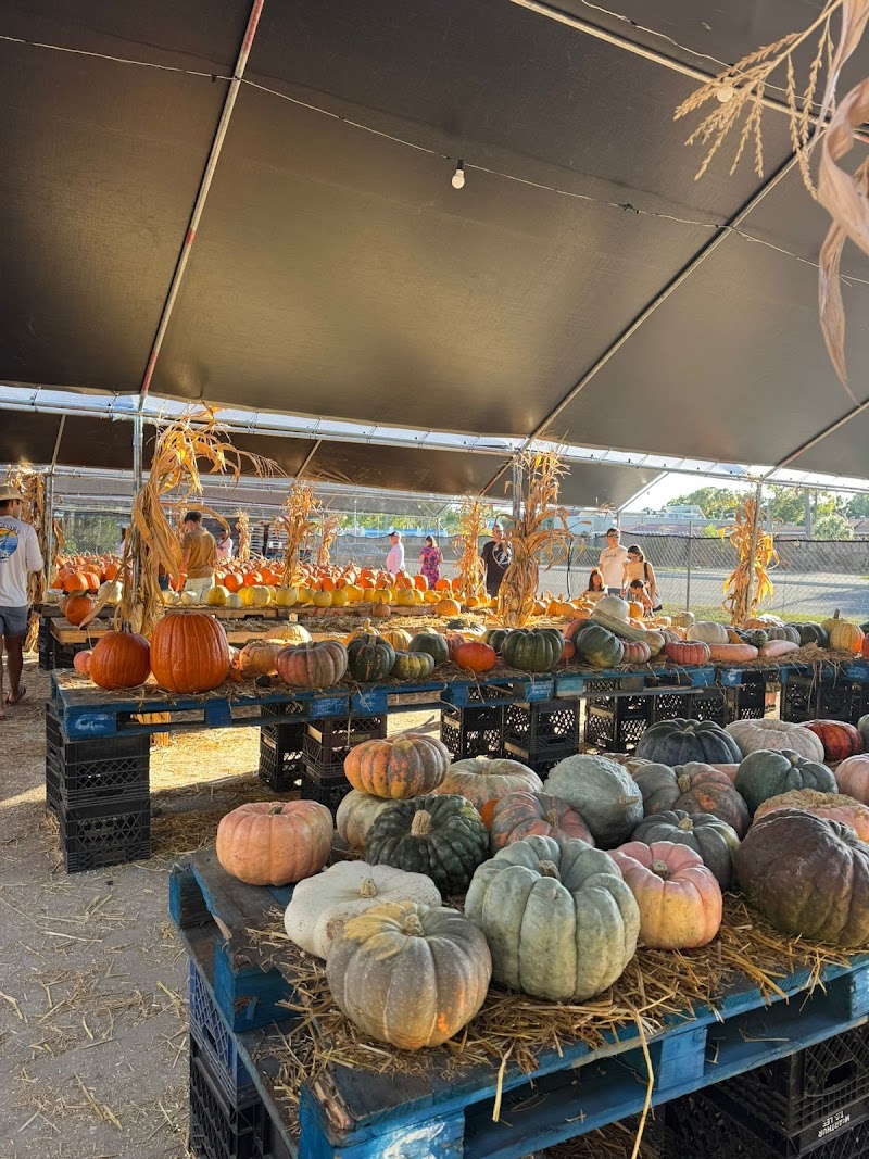 Gallagher's Pumpkin and Christmas Tree's patch image 2