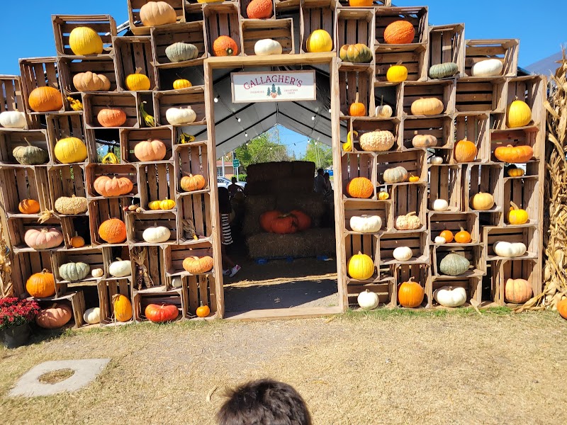 Gallagher's Pumpkin and Christmas Tree's patch image 3