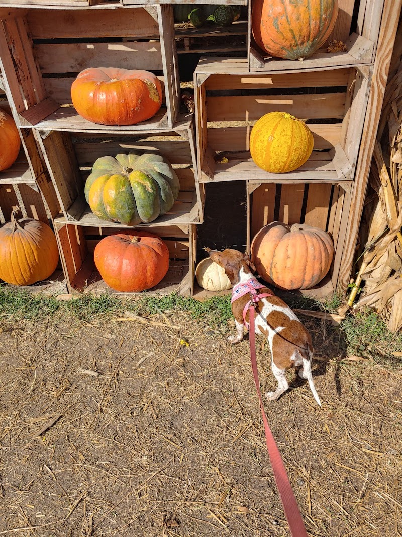 Gallagher's Pumpkin and Christmas Tree's patch image 4