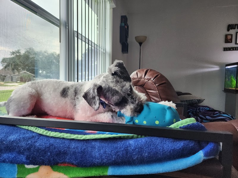 Hair of the Dog image 2