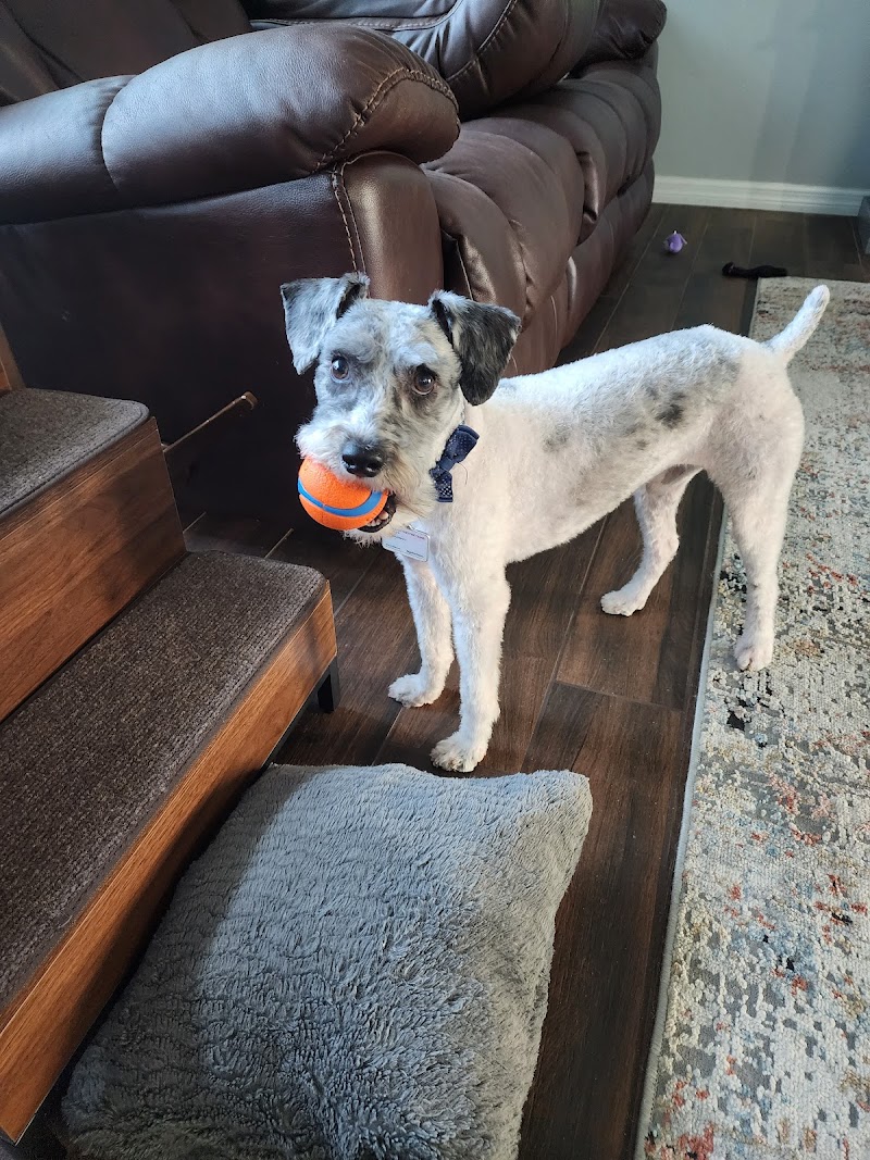 Hair of the Dog image 3