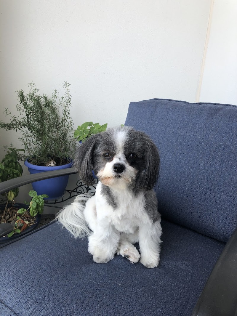 Hair of the Dog image 4