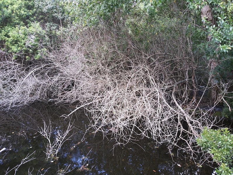 Rose Native Restoration image 3