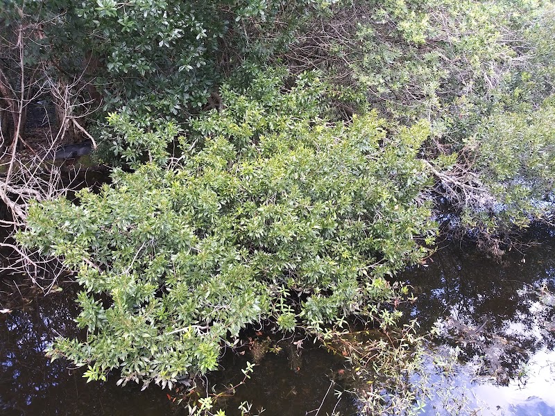 Rose Native Restoration image 5