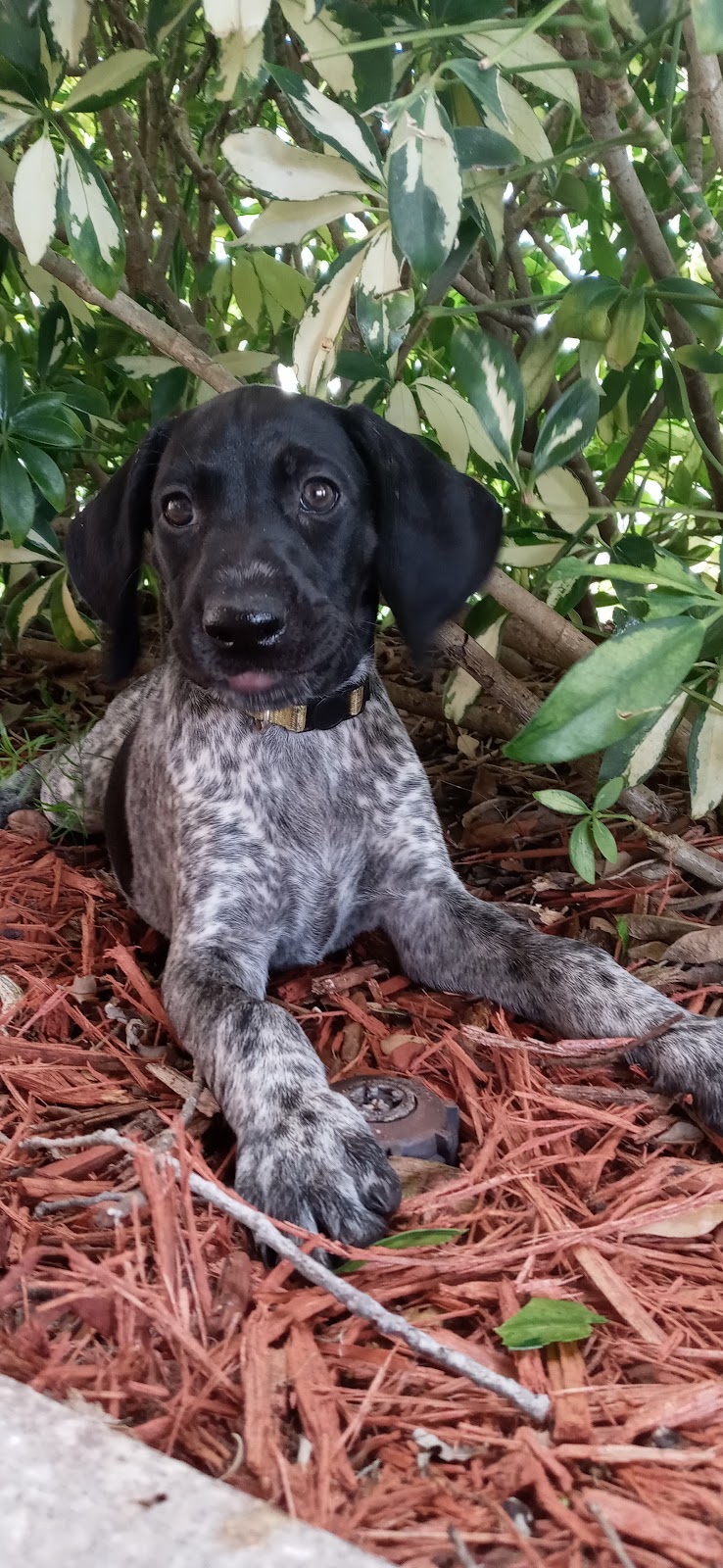 Dancin German Shorthaired Pointers image 1