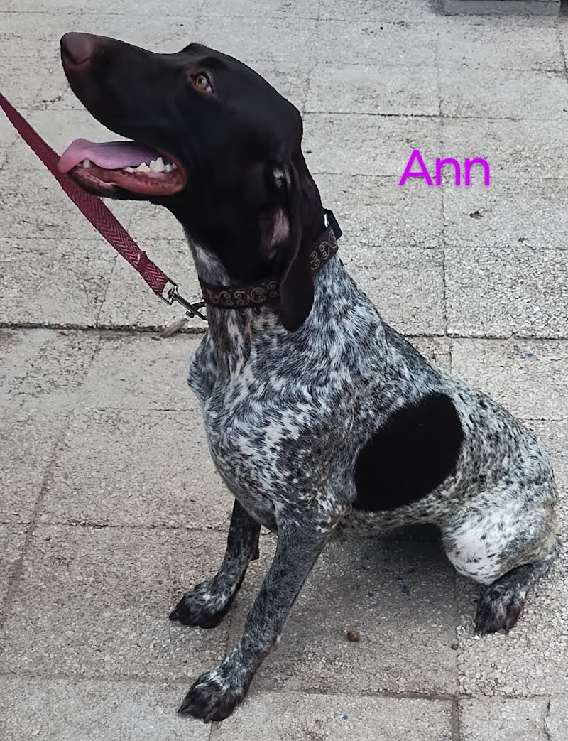 Dancin German Shorthaired Pointers image 2