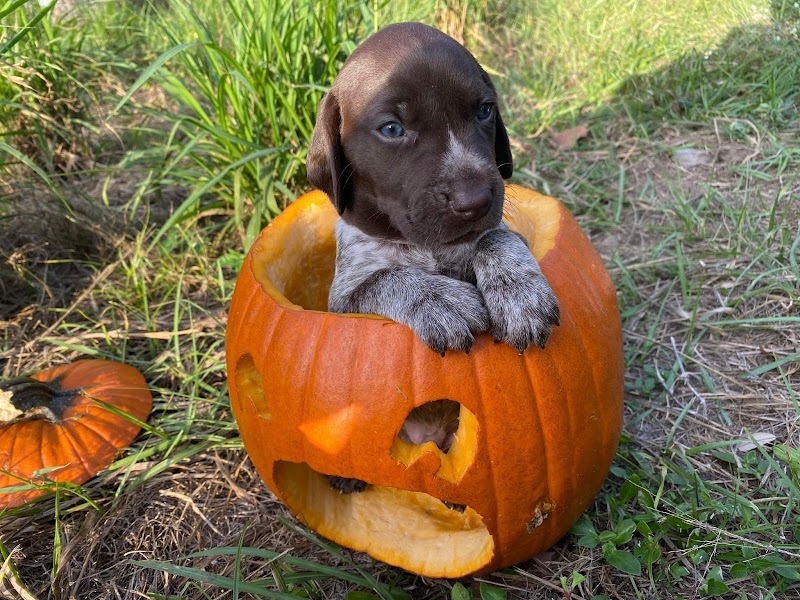 Dancin German Shorthaired Pointers image 3