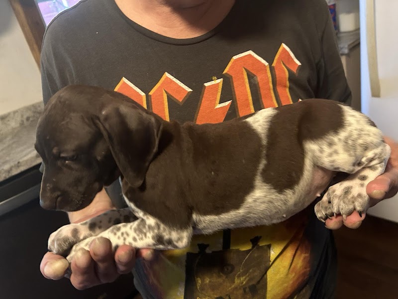 Dancin German Shorthaired Pointers image 4