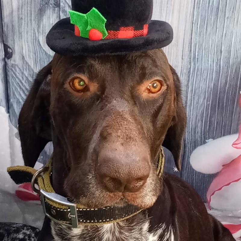 Dancin German Shorthaired Pointers image 5