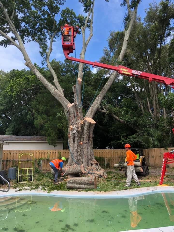 On Demand Tree Service image 2