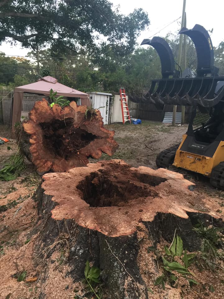 On Demand Tree Service image 3