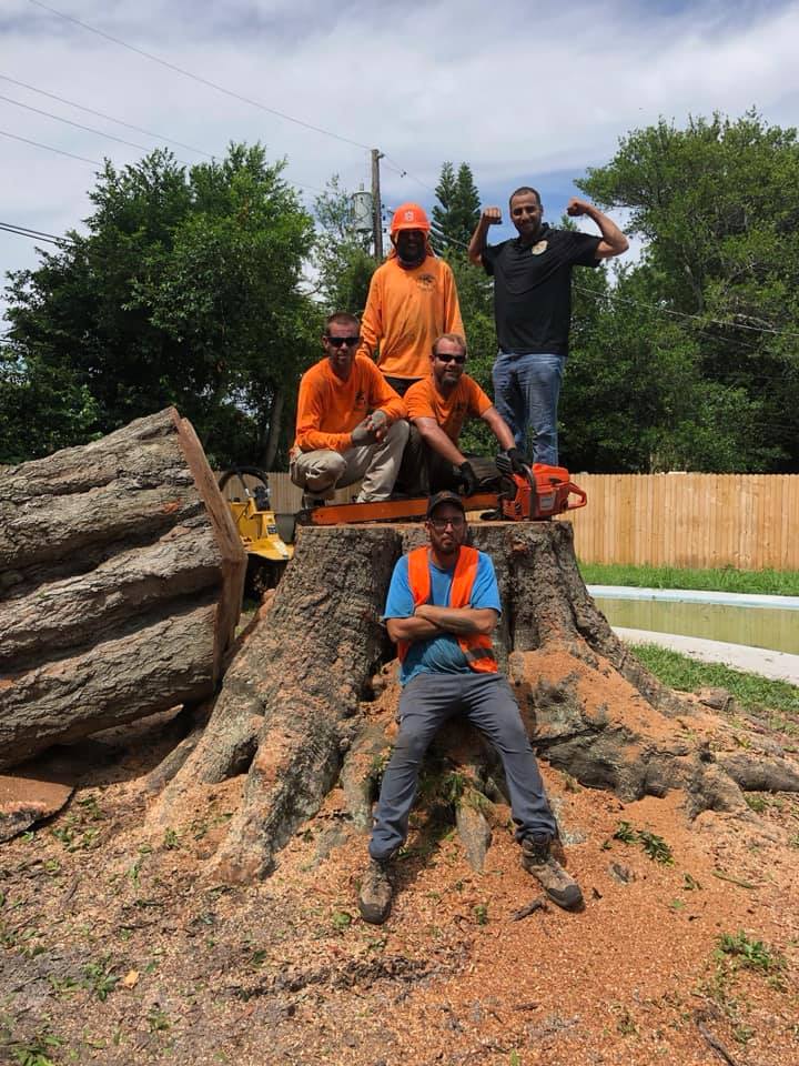 On Demand Tree Service image 5