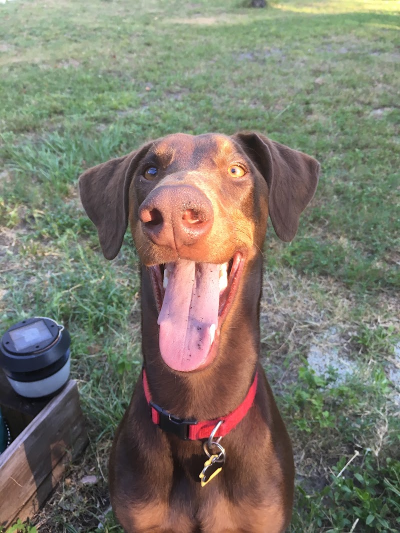 Tails and Trails image 4