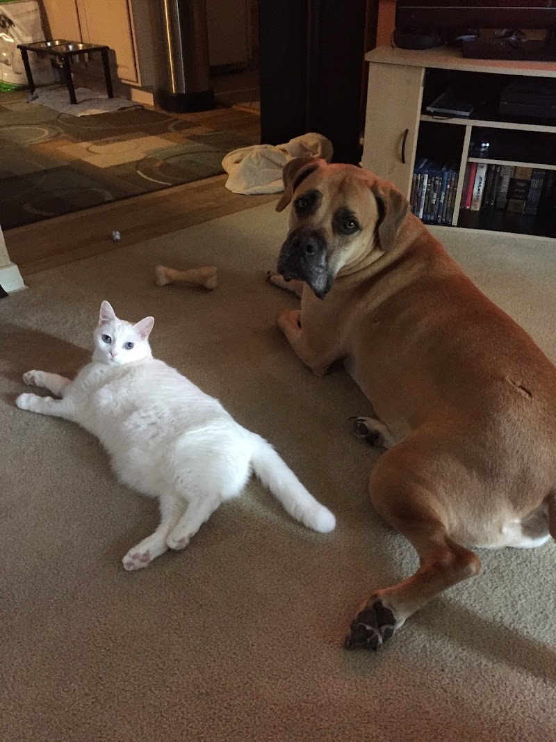 Central Animal Hospital image 3