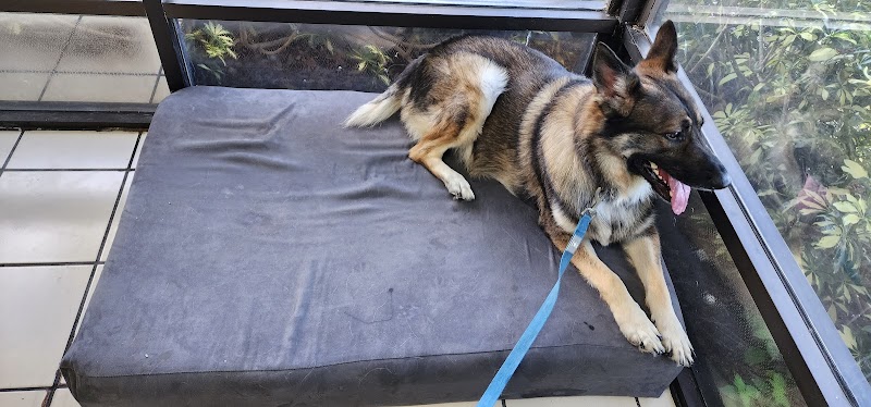 Central Animal Hospital image 5