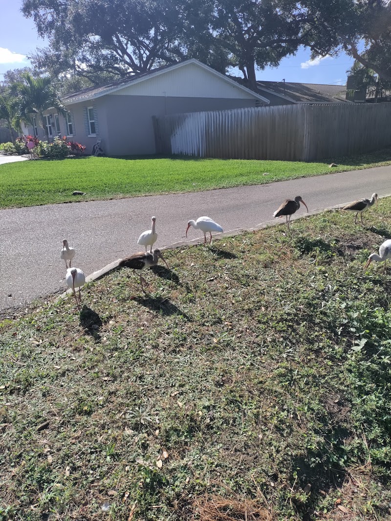 Northeast Little League image 5