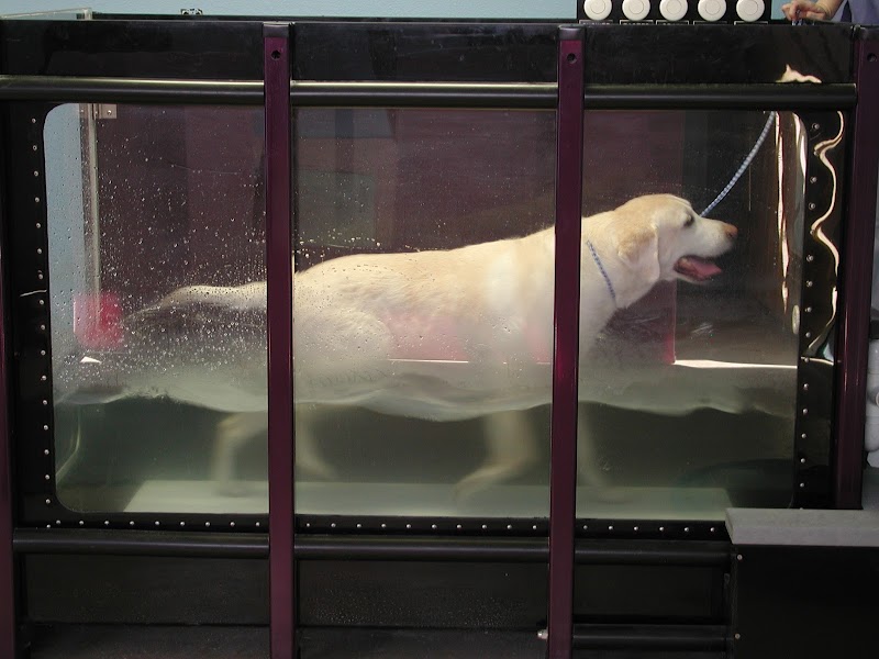 Tampa Bay K-9 Rehab Center image 3