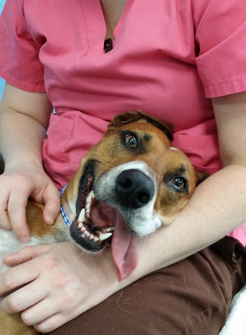 Tampa Bay K-9 Rehab Center image 4