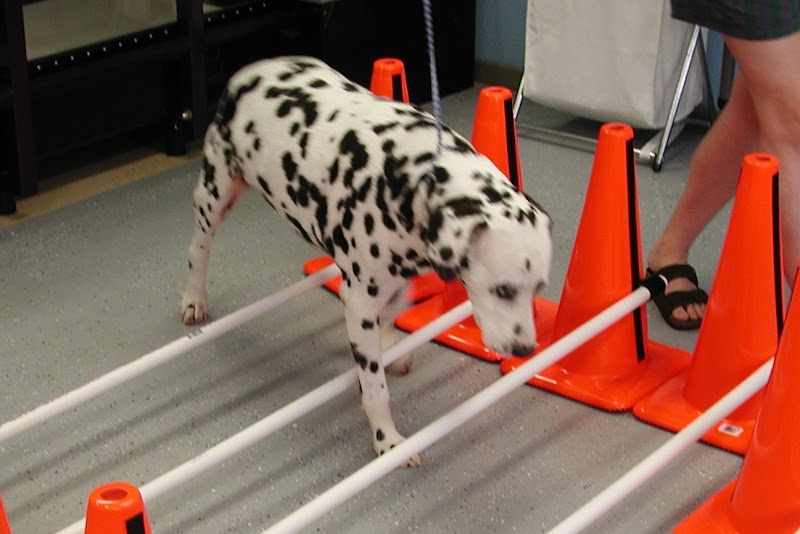 Tampa Bay K-9 Rehab Center image 5