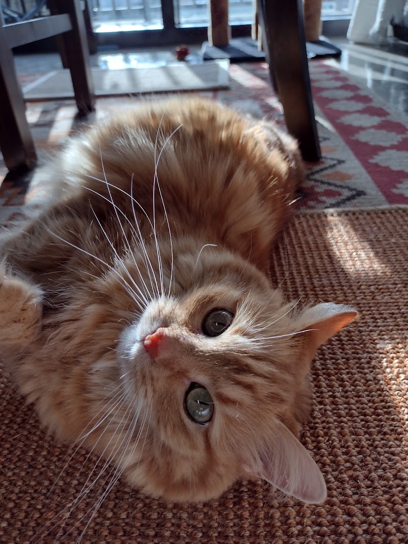 Mystic Whiskers Cat Care image 1