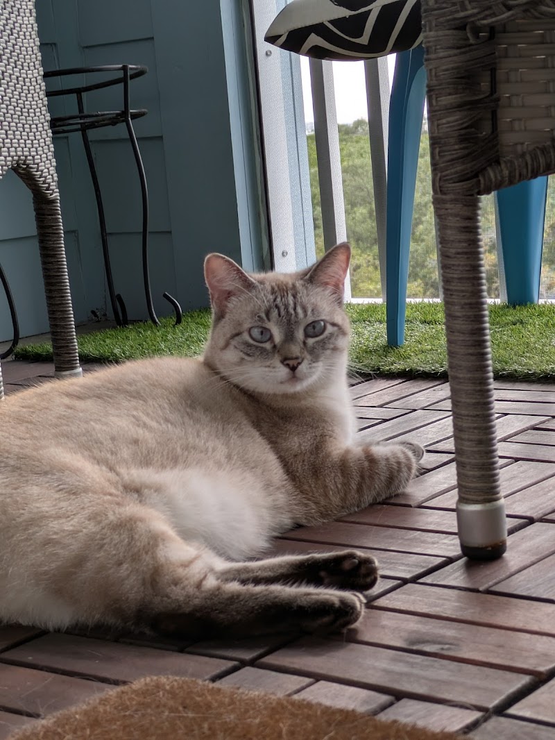 Mystic Whiskers Cat Care image 3