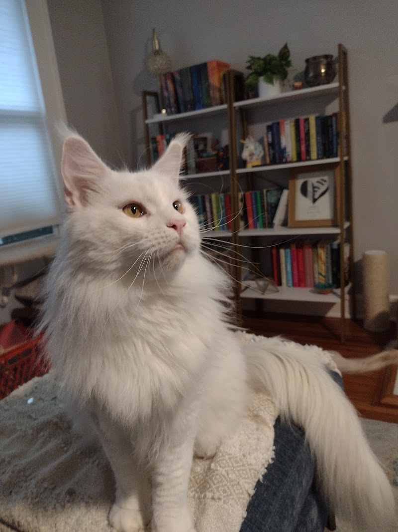 Mystic Whiskers Cat Care image 4