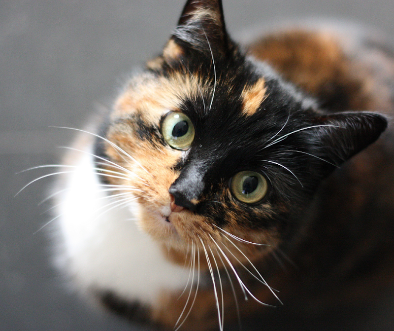 Mystic Whiskers Cat Care image 5