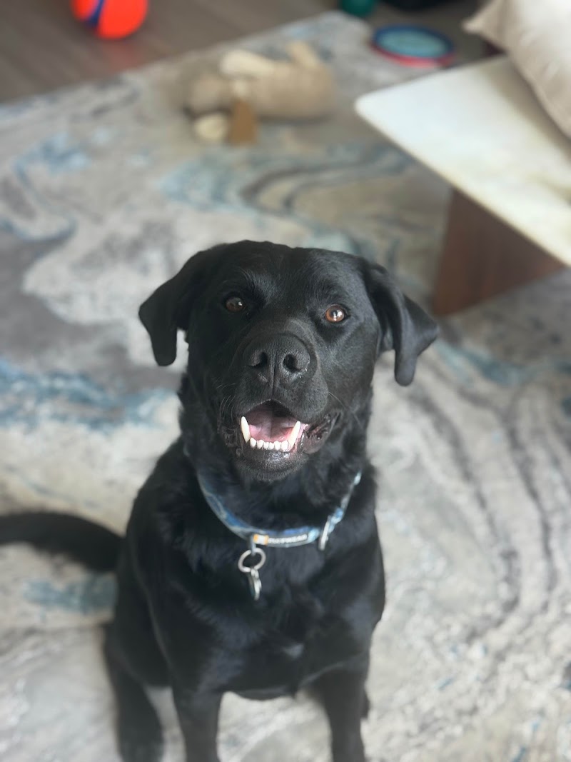 PCBA VET TECH SITTERS, LLC image 2