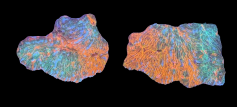 St. Pete Saltwater Aquarium Store Gallery Image