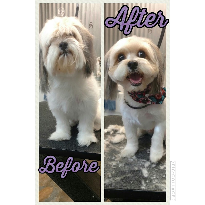 Tails of the Clip Pet Grooming Saint Petersburg, Fl image 1