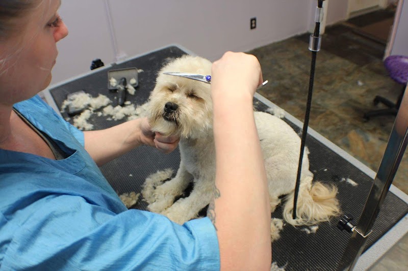 Tails of the Clip Pet Grooming Saint Petersburg, Fl image 2