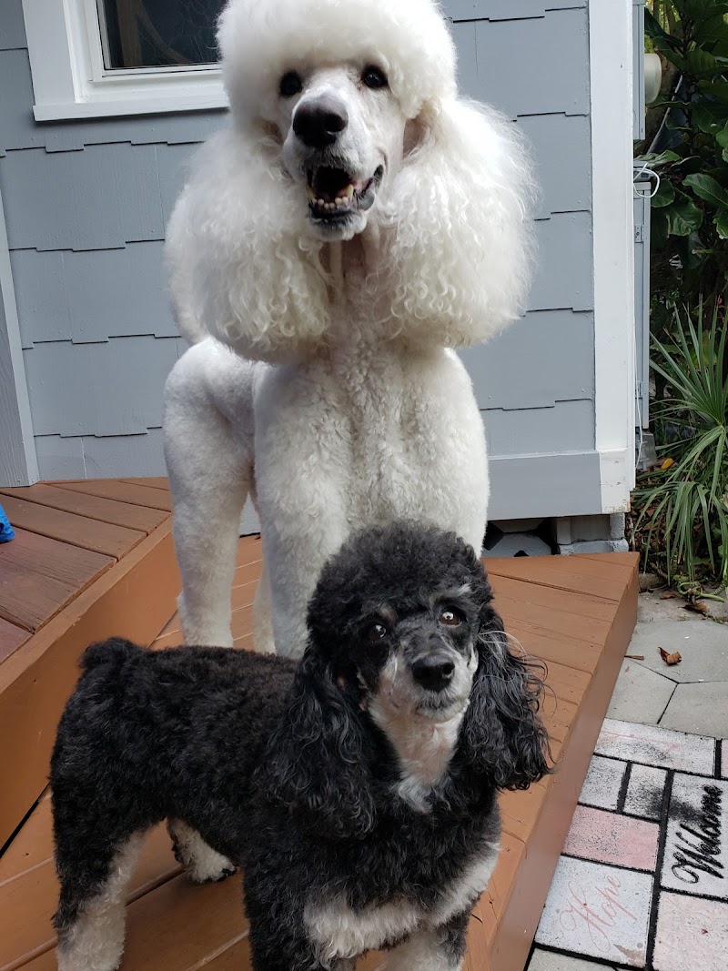 Tails of the Clip Pet Grooming Saint Petersburg, Fl image 3