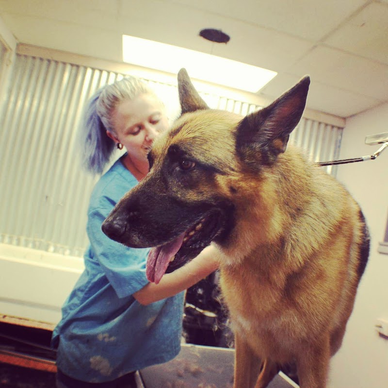 Tails of the Clip Pet Grooming Saint Petersburg, Fl image 5