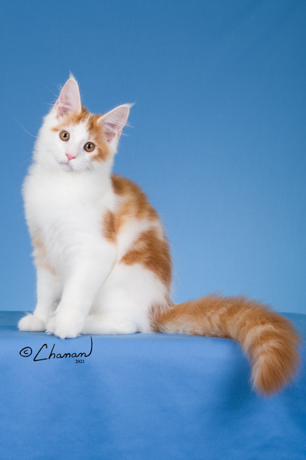 Tiki Kai Maine Coon Cattery image 1