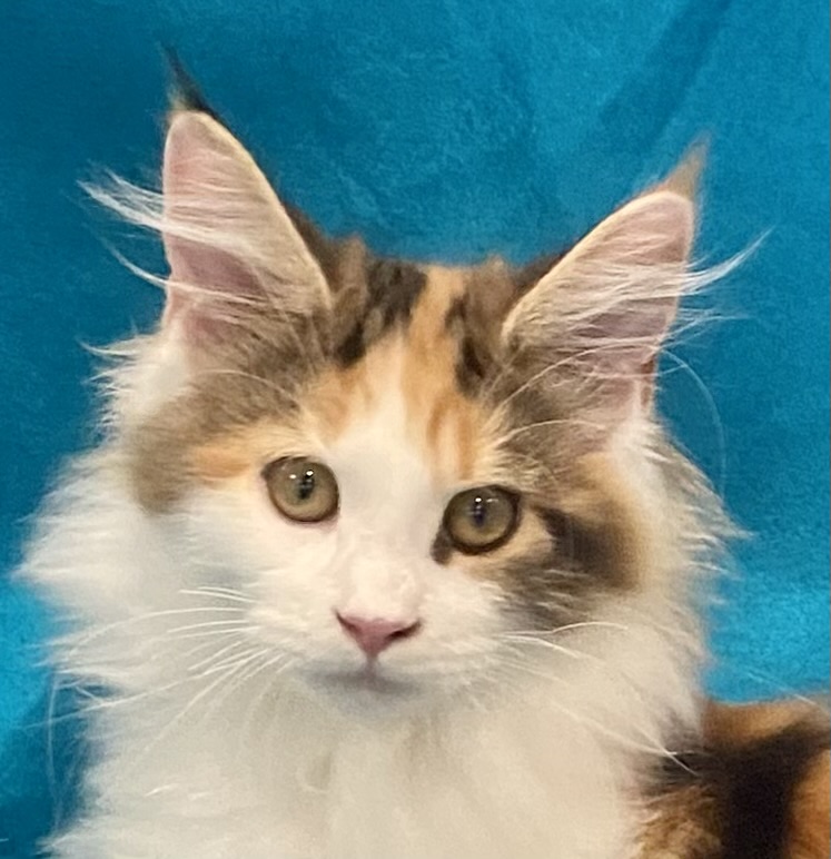 Tiki Kai Maine Coon Cattery image 2