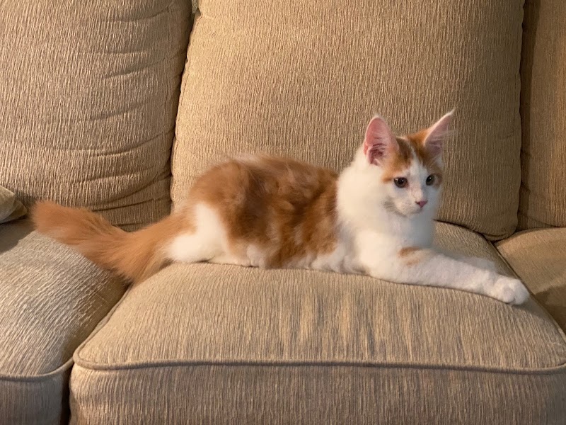 Tiki Kai Maine Coon Cattery image 3