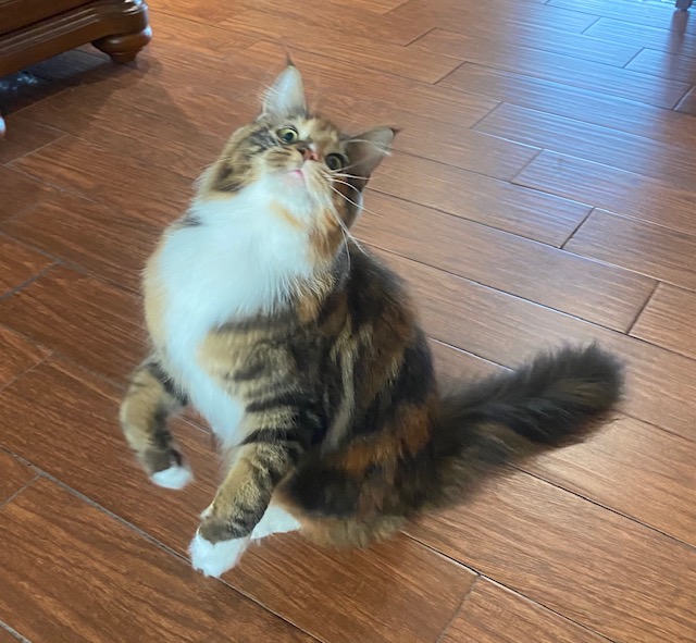 Tiki Kai Maine Coon Cattery image 4